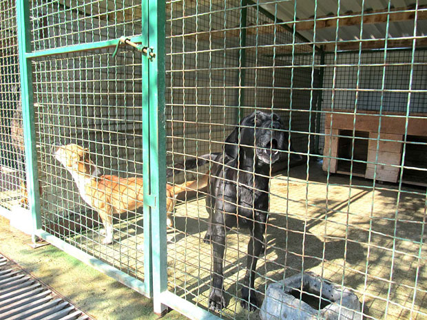 Бесплатно до љубимца